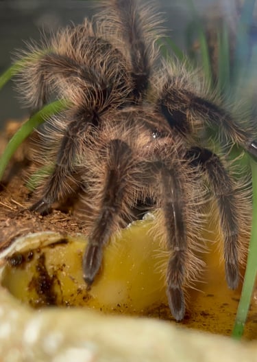 Curly Hair Tarantula