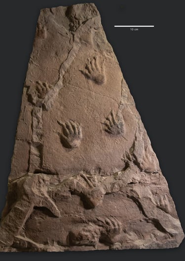 Fährte von Dimetrodon teutonis