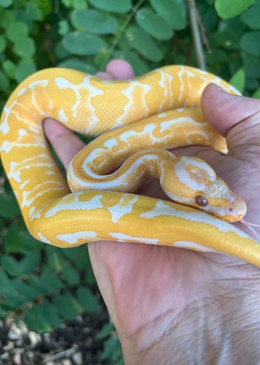 Ball Python Breeder