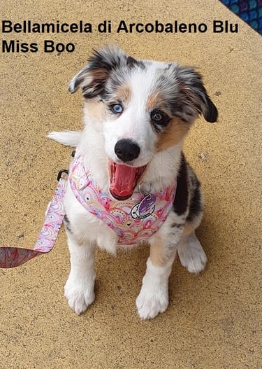 tri blue merle border collie puppies future mum to be 