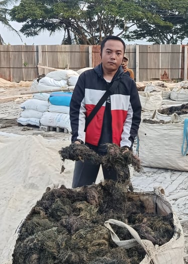 Dried Gracilaria seaweed 15% moisture and 3% impurity for agar-agar and Agriculture production