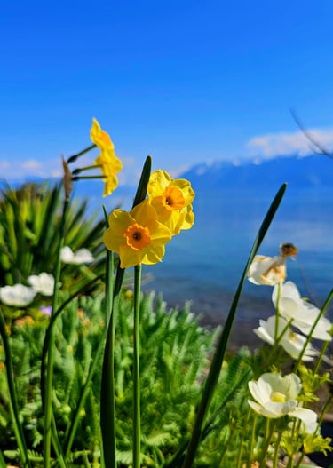 a yellow flower with a mountain in the background