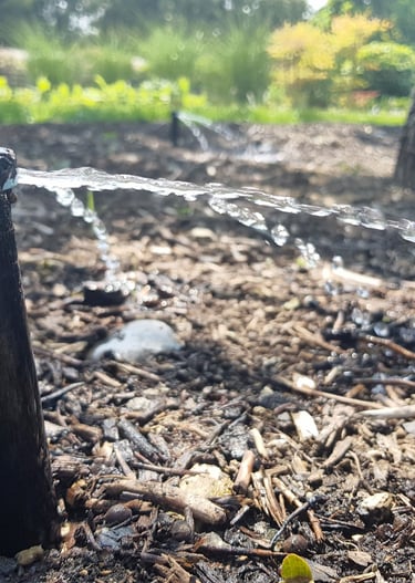 Automatic garden sprinkler head spraying water on wood mulch to irrigate outdoor landscaping.