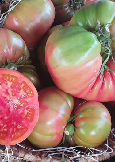 tomates frescos rosados directos del campo