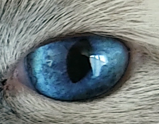 Oeil Rebirth