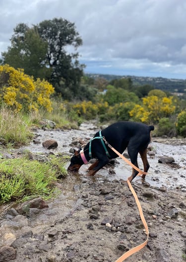 Harnais artisanal ClipsOPoil