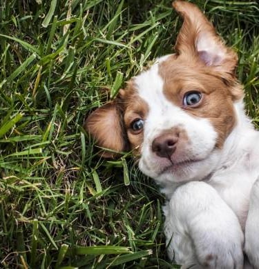 A small brown and white puppy lying on its back in the green grass looking at the camera.