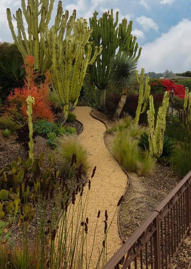 Curvy stone pathway in cactus and succulent Santa Barbara garden.