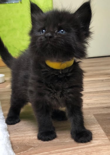 a black kitten kitten with a yellow ball in its mouth