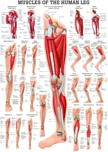muscles of the human leg