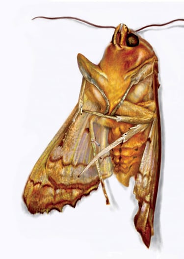 A digital illustration of a dead Angleshade moth