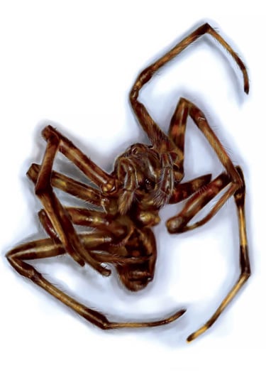 A digital illustration of a dead brown house spider