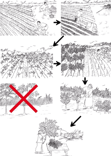 Moringa Sahajan Drumstick Cultivation Process step by step guidance for moringa farming Drumstick Agriculture