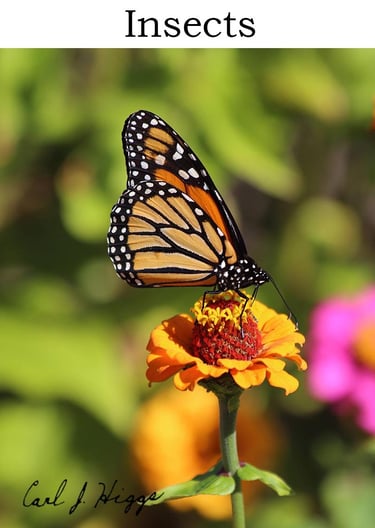 monarch butterfly