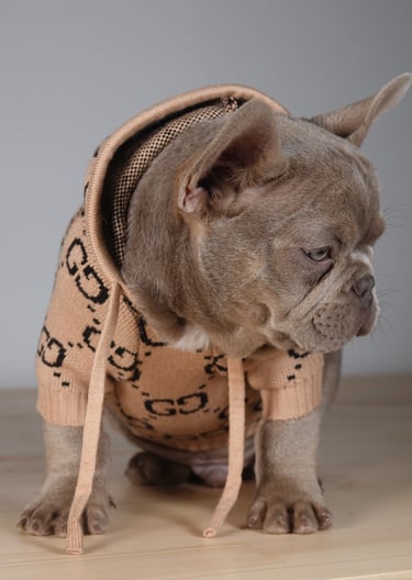 A tan French Bulldog puppy wearing a luxury designer monogrammed pet hoodie and looking down.
