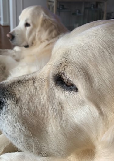 two dogs are laying on a blanket in a living room