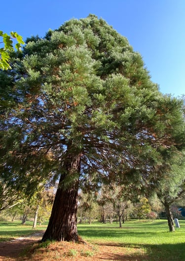 Séquoias au camping des deux Séquoias