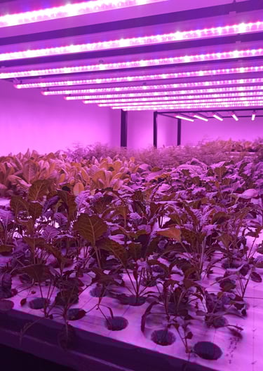 Grow Light