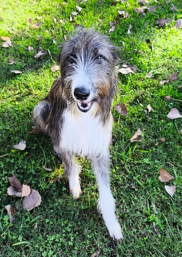a dog sitting on the grass