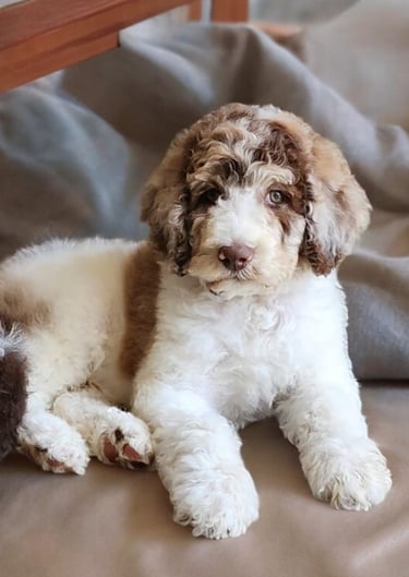 aussidoodle brun et blanc
