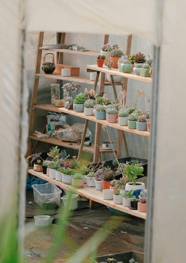 Humidity tent for cacti and succulents