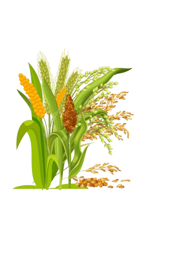 Millets export