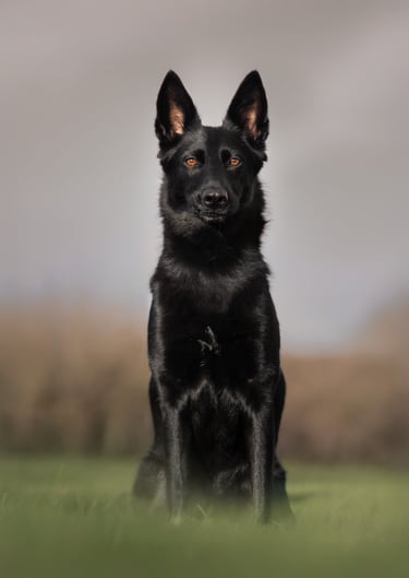 A majestic black German Shepherd dog with amber eyes.  pet photography in wakefield yorkshire