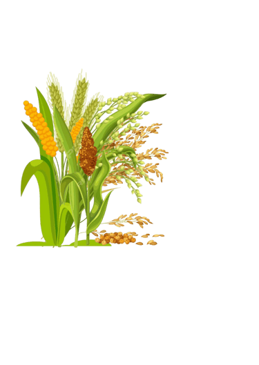 Millets export