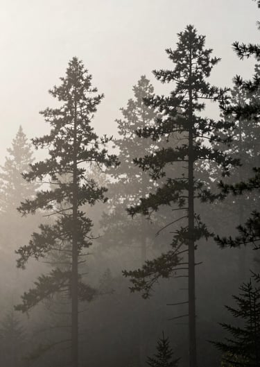 A atmospheric landscape of a pine forest shrouded in thick soft grey mist. The tall trees appear as dark charcoal silhouettes against a pale off-white background. A quiet, moody scene in the Global / Western Pacific Northwest.