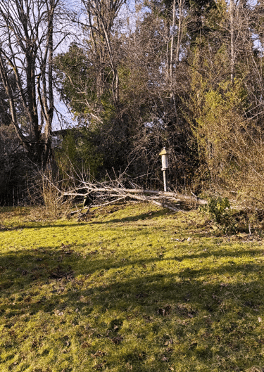 A fallen tree removal in a back yard in Lynnwood WA