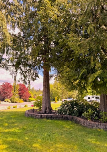 Tree trimming removing limbs in Snohomish County Washington