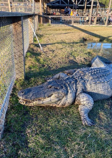 Big Al and Big Tex Alligators in Gator Country a popular destination in Beaumont, Texas