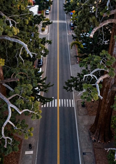 An artistic aerial shot capturing the contrast between the organic, curved branches of a sequoia and the straight, geometric lines of a city street in Eugene, Oregon. Professional composition.