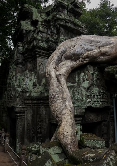 siem-riep-ta-prohm-radice