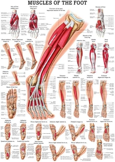 Muscles of the Foot