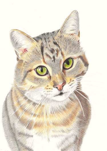 Realistic hand drawn portrait of a tabby cat with green eyes