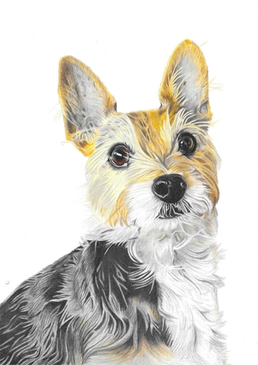 Realistic hand drawn pet portrait of a Yorkie mix dog