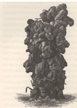 A sketch of a giant earthworm poo taken from Charles Darwin's book: The formation of vegetable mould