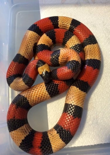 pueblan milk snake