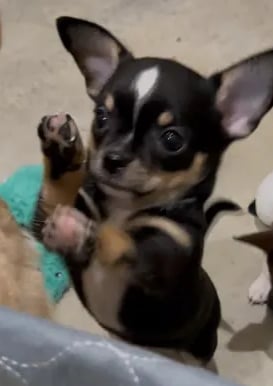 Adopted black tri AKC Chihuahua pup from Louisiana with paws in the air