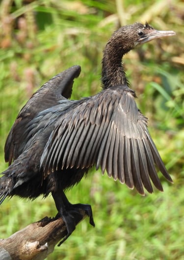 cormorant in Bardiya jungle