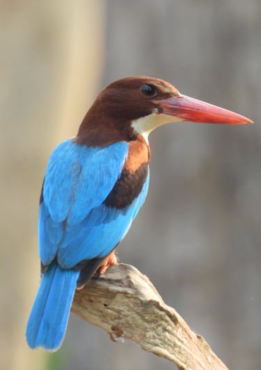 white thoated  kingficher near mohana