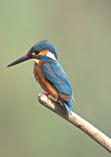 martin pecheur commun dans le Parc National de Bardiya