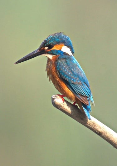 common kingfisher in Bardiya