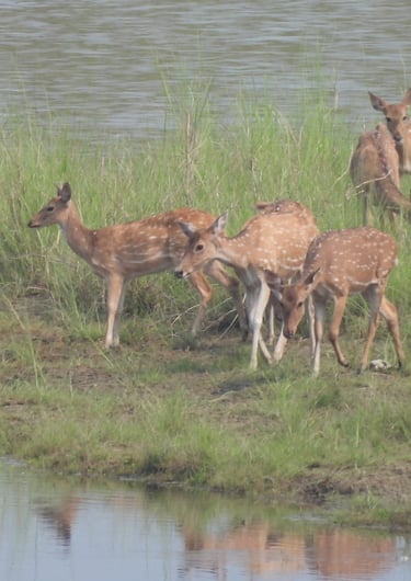 spotted deers near mohana river