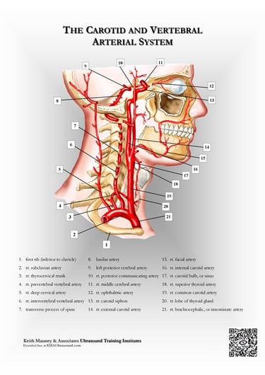 Carotid & vertebral artery anatomy to the brain.