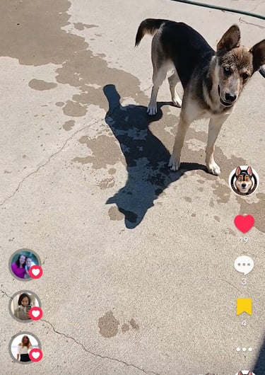 a dog is standing in a driveway with a dog