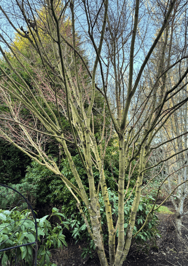 Tree pruning on a small, young fruit tree in a front yard