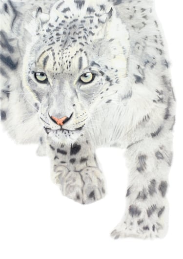 Alan Taylor Snow Leopard