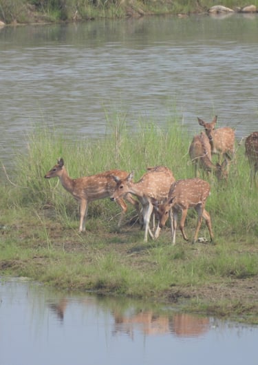 spotted deers near mohana river